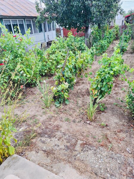 Verguleasa, sat Verguleasa, Str. Verguleasa Mare, nr.79, jud Olt